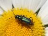 Malachius bipustulatus